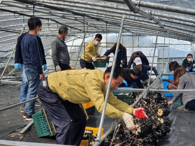 ▲ 성주군 산림과에서 강풍으로 인해 피해를 호소하는 성주읍 목이버섯농가의 어려움을 돕고자 피해 현장을 찾았다.ⓒ성주군