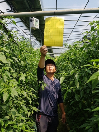 ▲ 달성군(군수 김문오)은 해충 잡는 끈끈이 트랩 지원사업 4천만원의 예산을 편성하여 220여농가에 지원하고 있다.ⓒ달성군