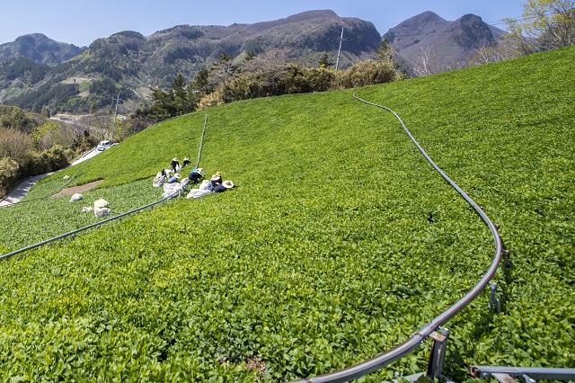▲ 울릉군은 생채 출하해 코로나19로 어려움을 겪고있는 농가소득증대에 기여했다.ⓒ울릉군