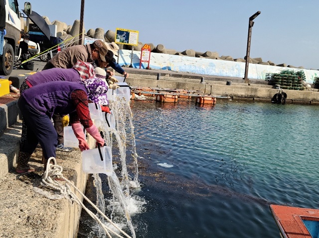 ▲ 포항시는 쥐노래미 치어 4만미를 구룡포읍 장길리 복합낚시공원 및 흥해읍 영일만항 북방파제 낚시터 주변에 방류했다.ⓒ포항시