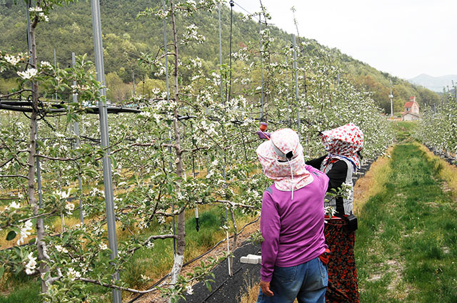 ▲ 청송군은 저온피해 농가 정밀조사 및 유튜브 활용 비대면 기술지도를 실시하고 있다.ⓒ청송군