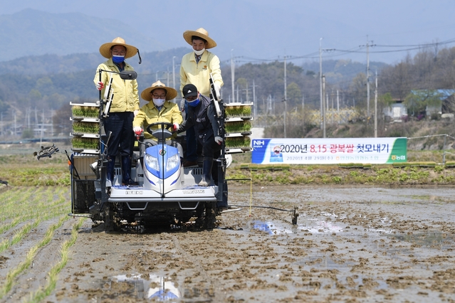 ▲ 경북 영주시는 지난 29일 안정면 오계리 황순섭 농가의 논에서 8.15 광복쌀 첫 모내기를 실시했다.ⓒ영주시