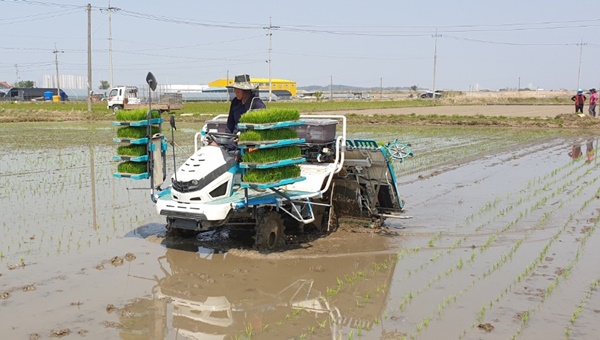 ▲ 청주시가 29일 김기민 씨(청주시 흥덕구 신대동 146번지)의 2.6ha 면적 논에 ‘해들’, ‘진광’ 등 조생종 품종을 심었다고 밝혔다.ⓒ청주시