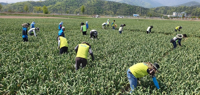 ▲ 경북농협(본부장 도기윤)과 영천관내 농협 임직원 40여명은 지난 29일 영천에서 농촌일손돕기를 실시했다.ⓒ경북농협