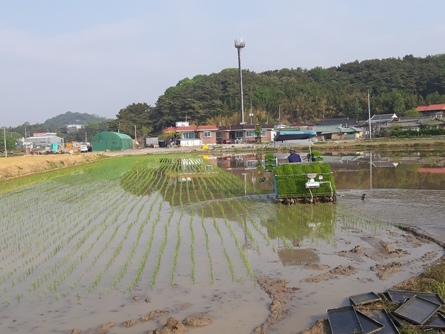 ▲ 성주군 첫 모내기가  1일 선남면 관화리, 도성리 일대에서 시작됐다.ⓒ성주군