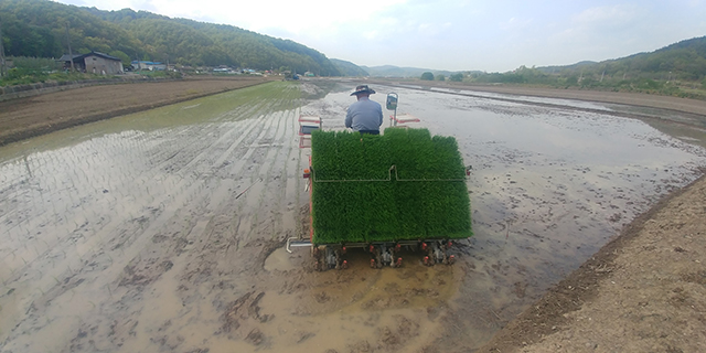 ▲ 군위군은 우보면 미성들에서 올해 첫 모내기를 시작했다.ⓒ군위군
