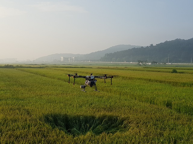 ▲ 경주시는 전면적 벼 무인항공방제를 실시할 계획이다.ⓒ경주시
