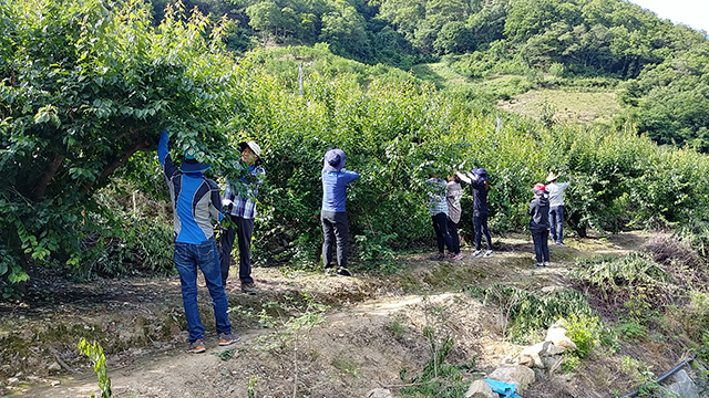 ▲ 영천시 과수한방과의 지난해  농촌 일손 돕기 사진.ⓒ영천시