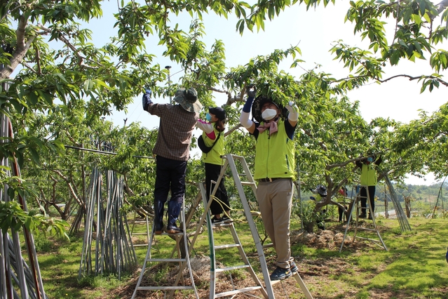 ▲ 경북농협과 상주관내 농협 임직원 등 30여명은 일손이 부족한 농업인을 돕기 위해 복숭아 농가를 찾아 적과작업을 도왔다.ⓒ경북농협