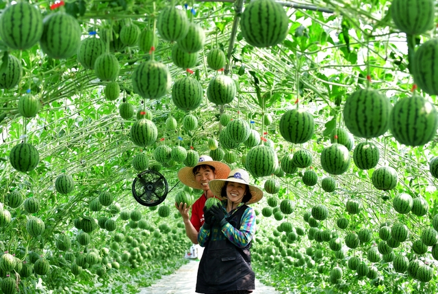 ▲ 달성군농업기술센터의 새소득 작목 육성사업의 일환으로 작년부터 애플수박을 재배하고 있는 이영만(52, 논공읍)씨의 농장에서 23일부터 6월 20일까지 가족수확체험을 진행한다.ⓒ달성군