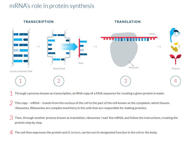 ▲ 모더나 측에 따르면 'mRNA' 물질은 바이러스가 인체에 침입할 때 사용하는 단백질을 무력화한다. ⓒ모더나 테라퓨틱스 홈페이지 캡쳐.
