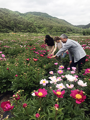 ▲ 안동 예안면에 작약꽃이 만개했다.ⓒ안동시