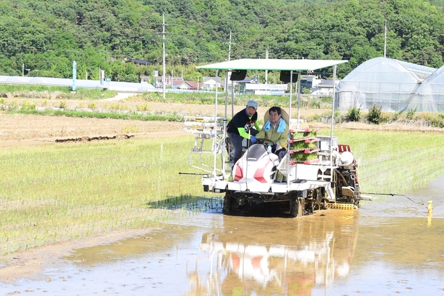 ▲ 김충섭 김천시장은 지난 20일 개령면 시설자두농가와 모내기 중인 벼 농가를 방문해 직접 자두 수확과 이앙기에 탑승해 영농현장의 애로사항을 청취하고 격려했다.ⓒ김천시