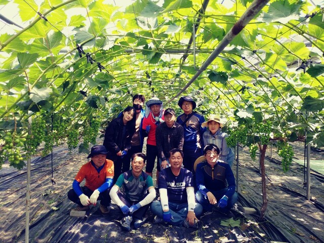 ▲ 김천시 원도심재생과와 김천시도시재생지원센터 직원 10명은 지난 20일 남면 옥산리 소재의 포도농가를 방문해 농촌일손돕기에 나섰다.ⓒ김천시