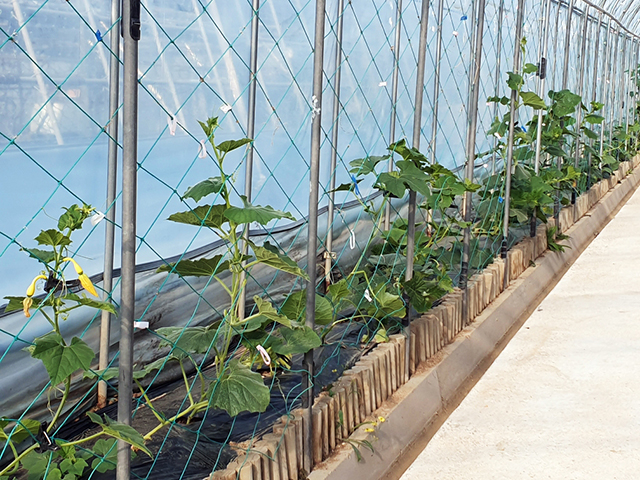 ▲ 안동시는 박 터널 330m에 17종 1155본을 심어 휴식공간으로 조성한다.ⓒ안동시