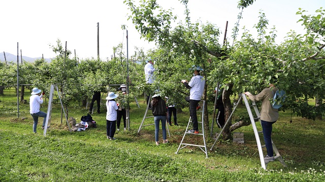 ▲ 직원들이 사과 열매솎기, 잡초 작업 등의 일손 돕기를 하고 있다.ⓒ독도재단