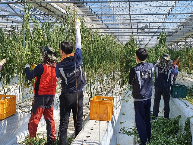 ▲ 영덕읍 의용소방대는 농촌일손돕기에 나섰다.ⓒ영덕군