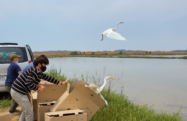 ▲ 청주랜드관리사업소 청주동물원은 22일 백로 24마리를 방사했다고 밝혔다.ⓒ청주동물원