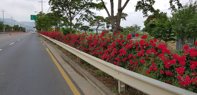 ▲ 자인면에서는 관내 지방도 919호선 자인교~농업기술센터 및 국지도 69호선 남촌네거리~진량방향 도로변 3.5㎞ 구간에 장미꽃이 만개해 시민들의 눈길을 사로잡고 있다.ⓒ경산시