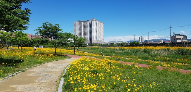 ▲ 경산시 남천둔치에는 현재 활짝 핀 금계국이 황금물결을 이루고 있다.ⓒ경산시