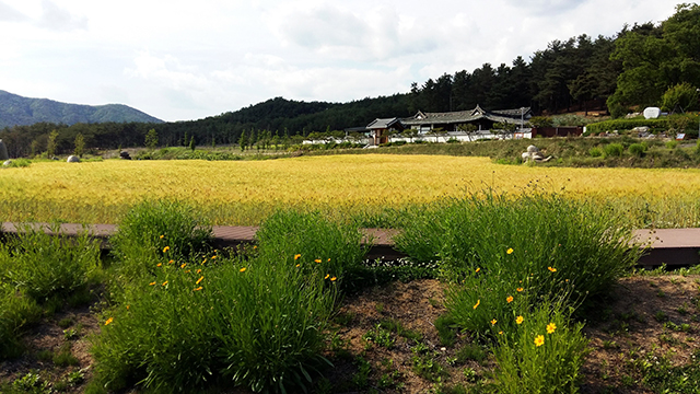 ▲ 안동시 예안면 부포리 계상 고택 앞 유휴지에는 청보리  바다가 펼쳐진다.ⓒ안동시