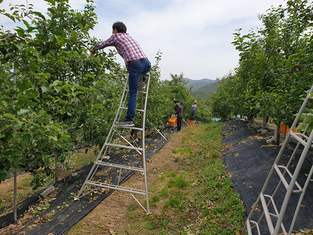 ▲ 영양군은 입암면에서 농촌일손돕기를 실시했다.ⓒ영양군