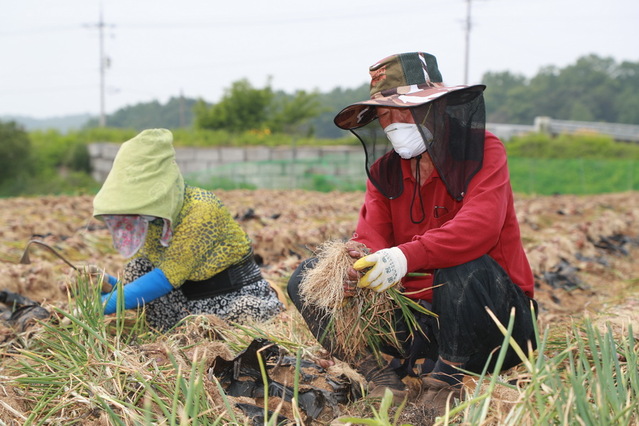 ▲ 예천군(군수 김학동)이 전국 쪽파 주산지로 유명세를 타면서 병충해에 강하고 생육이 고른 예천종 쪽파 종구 수확이 한창이다.ⓒ예천군