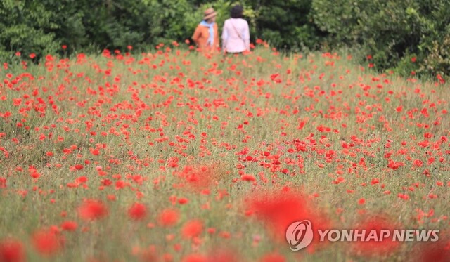 ▲ 제주시 애월읍 항몽유적지에 꽃양귀비가 활짝 피어 관광객의 눈길을 사로잡고 있다.ⓒ연합뉴스