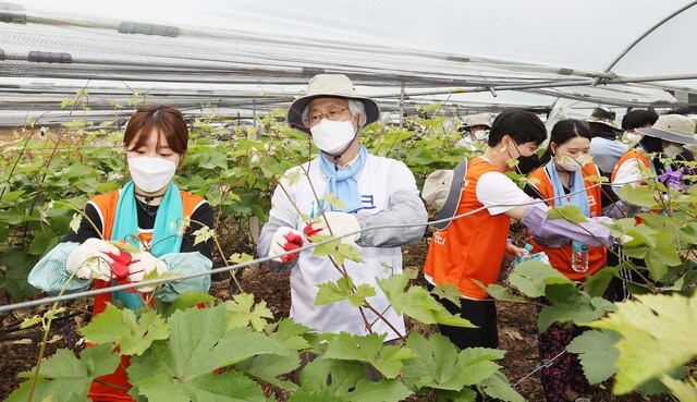 ▲ DGB대구은행(은행장 김태오)은 26일 코로나19사태로 인한 일손 부족으로 봄철 농번기에 어려움을 겪고 있는 지역 농촌에서 봉사활동을 실시하는 한편 농산물을 구매해 지역 소외계층에 전달했다.ⓒDGB대구은행