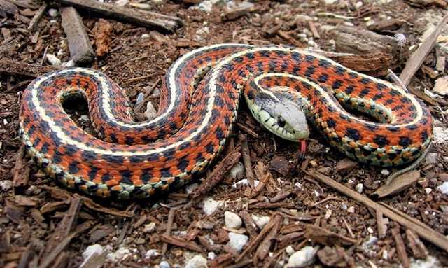 ▲ 김천시에서는 벌, 뱀, 멧돼지 등 야생동물에 의한 인명피해 발생 시 병원 치료비와 사망위로금 보상제도를 시행하고 있다.ⓒ김천시