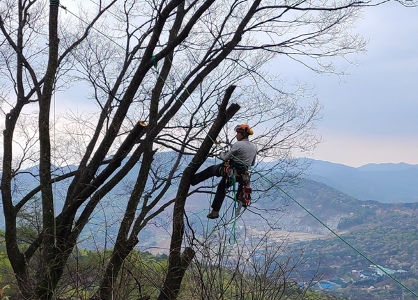 ▲ 아보리스트가 높은 나무에 올라 위험목을 제거하는 모습.ⓒ괴산군