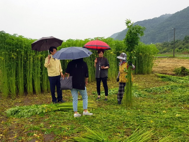 ▲ 안동시는 27일부터 7월 31일까지 안동경찰서와 대마엽 불법반출을 합동 단속한다.ⓒ안동시