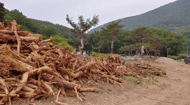 ▲ 산림훼손이 심각한 포항북구 신광면 기일리 현장.ⓒ포항환경운동연합