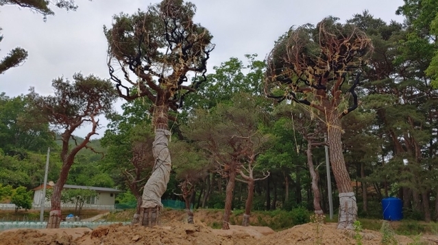 ▲ 장지 조성과정에서 굴취한 소나무를 주변에 이식하지 않고 현장입구에 이식한 소나무.ⓒ포항환경운동연합