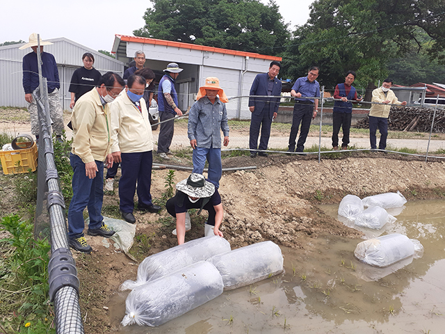 ▲ 군위군은 친환경 논생태양식 미꾸리 입식시범을 가졌다.ⓒ군위군