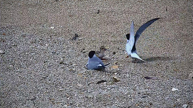 ▲ 안동호 인공 모래섬에 첫 아기 쇠제비갈매기가 부화했다.ⓒ안동시