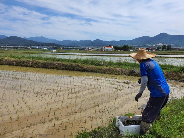 ▲ 포항시는 벼농사 제초작업의 생력화를 위해 왕우렁이 1만9천kg을 공급한다.ⓒ포항시