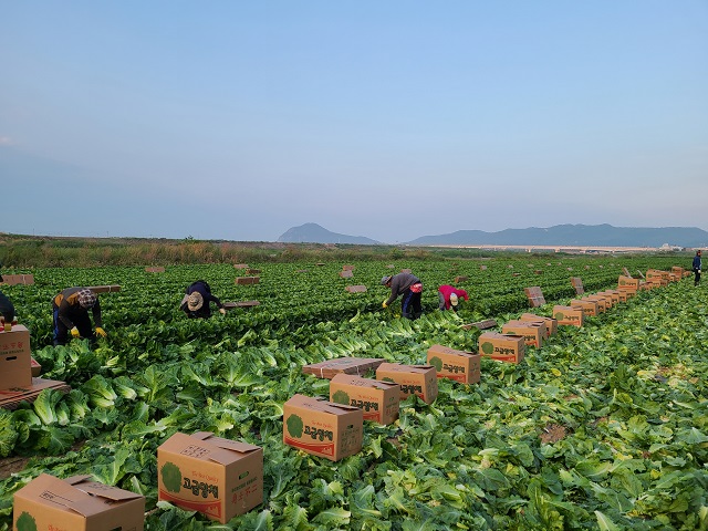 ▲ 영덕군 양상추 재배면적은 2ha로 주로 국내 샐러드 가공공장으로 공급되며 로메인 상추는 재배면적 0.5ha로 올해 대만으로 처음 수출된다.ⓒ영덕군