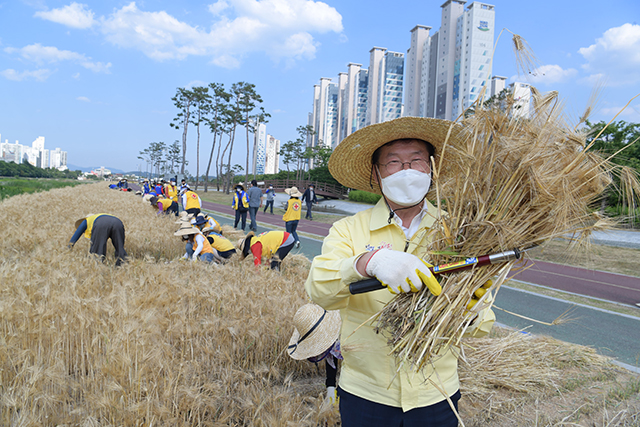 ▲ 영천시는 금호강둔치 행복나눔 보리베기 행사를 가졌다.ⓒ영천시