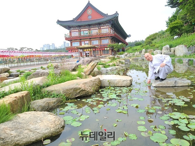 ▲ 대전 광수사 김무원 주지가 경내 관음연못에서 연잎 성장을 살펴보고 있다.ⓒ김정원 기자