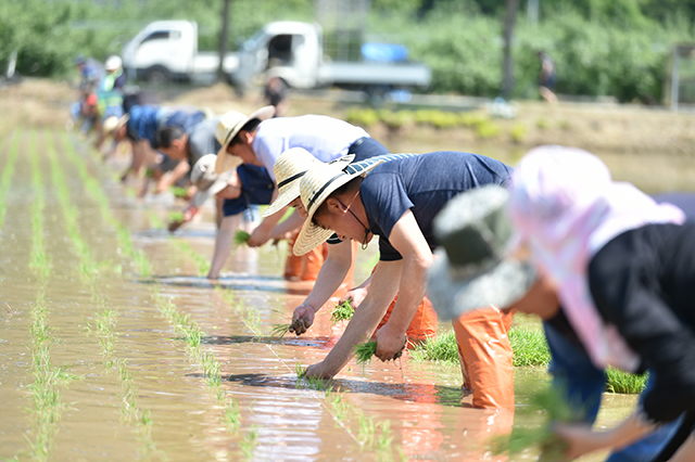 ▲ 청송군 농민회는 풍년기원제 및 통일쌀 손모내기 행사를 개최했다.ⓒ청송군