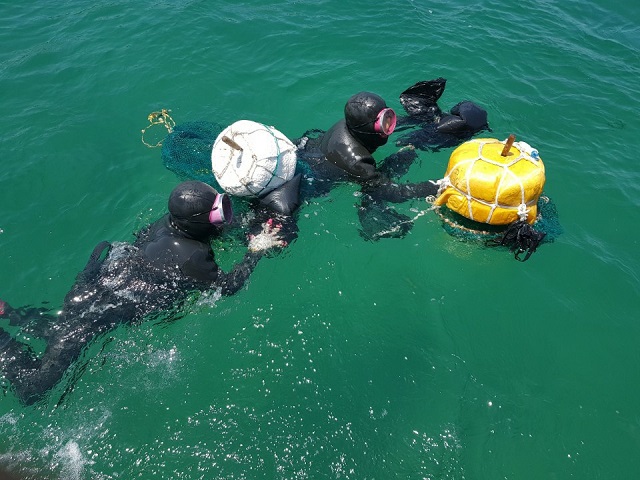 ▲ 어촌계에 소속된 해녀 및 잠수부가 직접 잠수해 해저 먹이가 풍부한 곳에 안전하게 안착시켜 해삼이 잘 적응할 수 있는 여건을 조성했다.ⓒ포항시