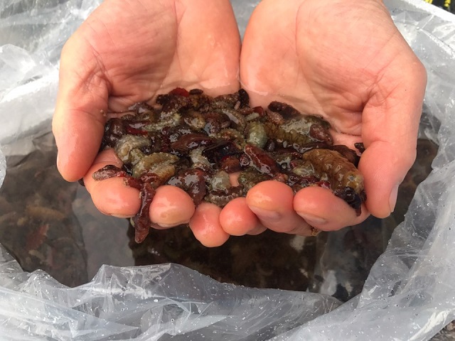 ▲ 고부가 정착성 품종인 해삼종자.ⓒ포항시