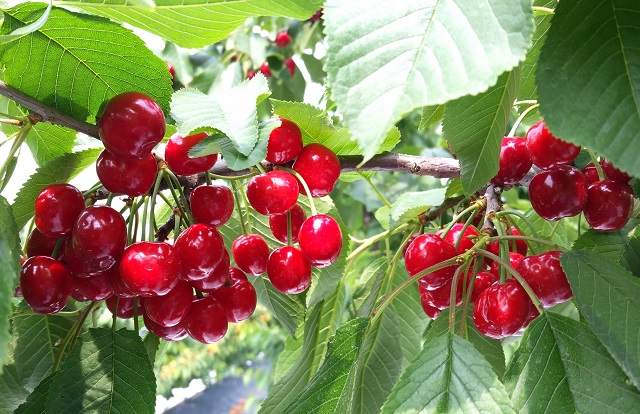 ▲ ‘경주 체리’는 수정 이후 농약을 살포하지 않은 친환경 과일로 과육이 두껍고 단맛이 나는 수입산 체리에 비해 달짝하면서도 새콤한 맛이 강한 것이 특징이다.ⓒ경주시