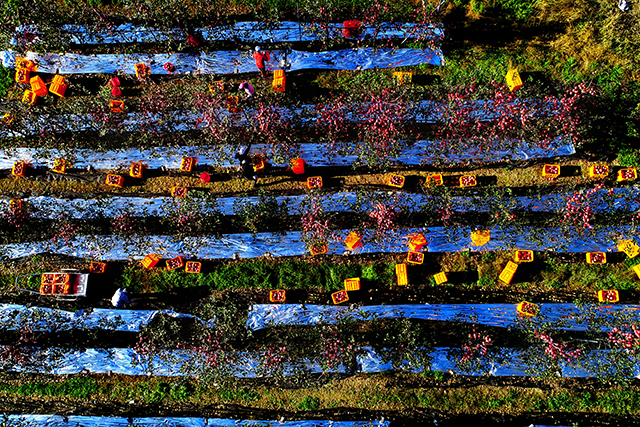 ▲ 청송군은 제12회 청송관광사진 전국공모전을 개최한다. 사진은 11회 장려 사과수확.ⓒ청송군