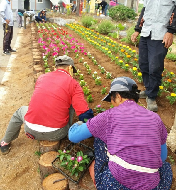 ▲ 충북 진천군이 추진하는 ‘케어-팜(care-farm)’ 사업에 참여하고 있는 어른신들이 꽃밭을 가꾸고 있다.ⓒ진천군
