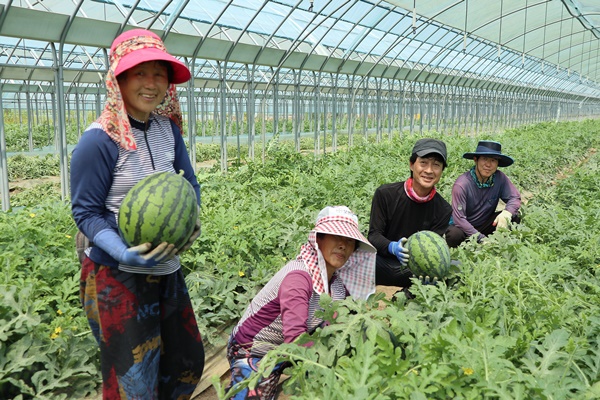 ▲ 충북 영동군이 9일 양산면 일원 수박시설하우스 단지에서 최고 당도를 자랑하는 ‘양산수박’이 본격 출하됐다고 밝혔다.ⓒ영동군