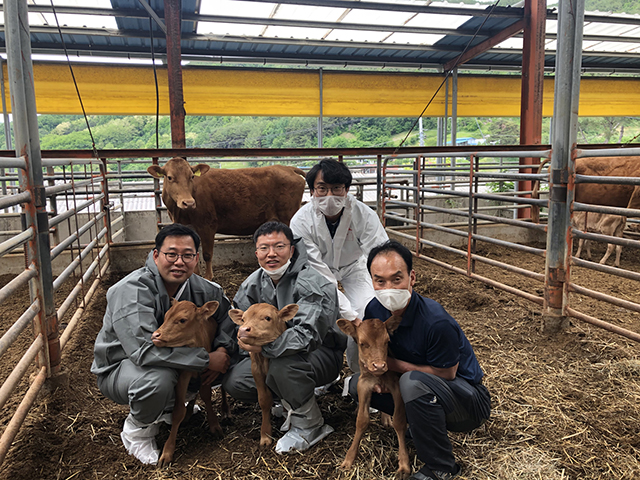 ▲ 안동시 북후면 농가에서 안동시농업기술센터와 경북축산기술연구소에서 추진한 수정란 이식 사업으로 임신한 어미 소가 세쌍둥이를 출산했다. ⓒ안동시