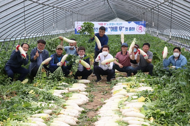 ▲ 이강덕 시장은 수출용 ‘여름 무’ 출하 현장을 방문해 격려했다.ⓒ포항시