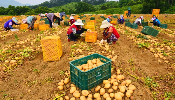 ▲ 감물면 감자 수확장면.ⓒ괴산군